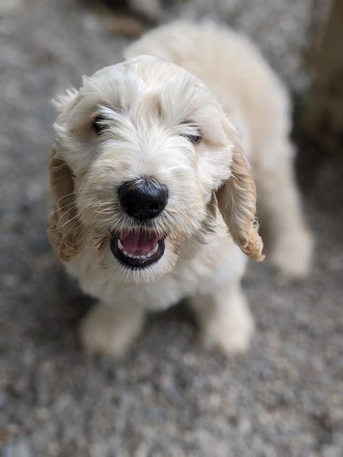 CARDEN KENNELS Updated August 2024 22 Photos & 10 Reviews 880