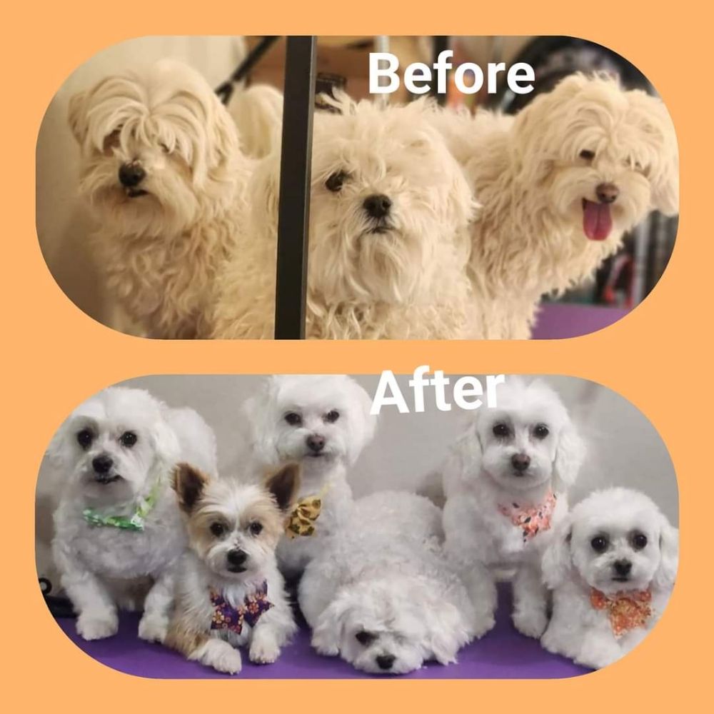 K9 TIME BY DEANNA Updated March 2024 31 Photos Lubbock, Texas