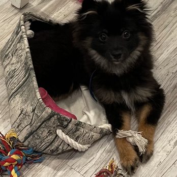 Naughty Doggy K9 Services - Bear - Pet Training Near Me Naughty Doggy K9 Services - Bear - Pet Training Near Me