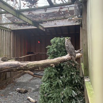 Teatown Lake Reservation - Great horned owl - Hiking Near Me - Ossining, New York