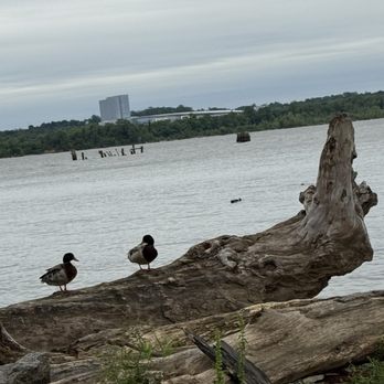 Oronoco Bay Park - Parks Near Me - Alexandria, Virginia Oronoco Bay Park - Parks Near Me - Alexandria, Virginia