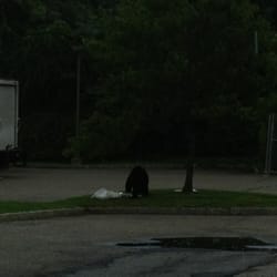 Dunkin' - Food must be good.... Bear is enjoying it.