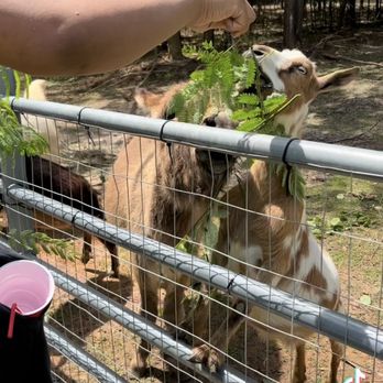Boondock Farms - a person feeding a goat - Farmers Market Near Me - Jackson, South Carolina
