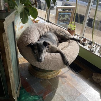 Herbaria - Soapy the Shop greeter sleeping - Cosmetics & Beauty Supply Near Me - Saint Louis, Missouri