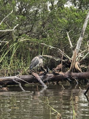 Chesapean Outdoors by null