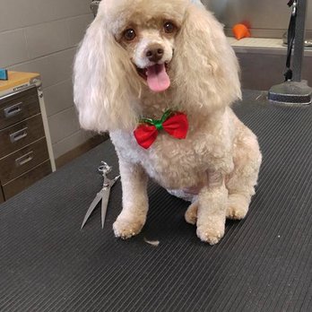 Pet Styling By Kayden - Pet Groomers Near Me - Gibsonville, North Carolina Pet Styling By Kayden - Pet Groomers Near Me - Gibsonville, North Carolina