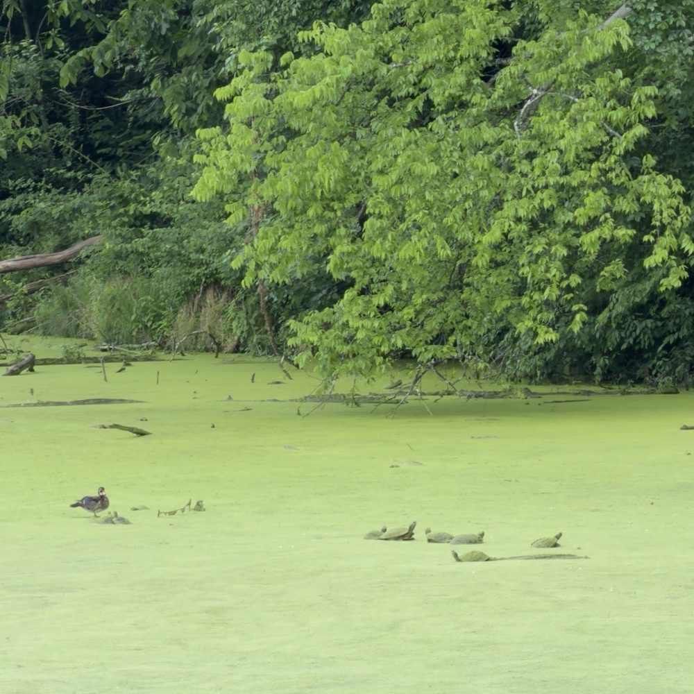 Radnor Lake State Park - Turtles - Parks Near Me - Nashville, Tennessee Radnor Lake State Park - Turtles - Parks Near Me - Nashville, Tennessee