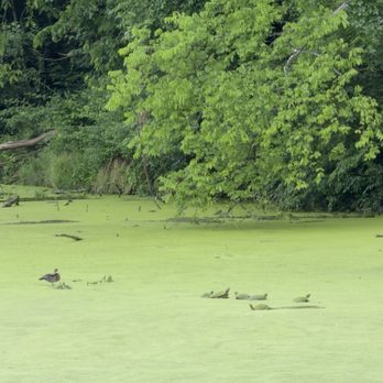 Radnor Lake State Park - Turtles - Parks Near Me - Nashville, Tennessee Radnor Lake State Park - Turtles - Parks Near Me - Nashville, Tennessee