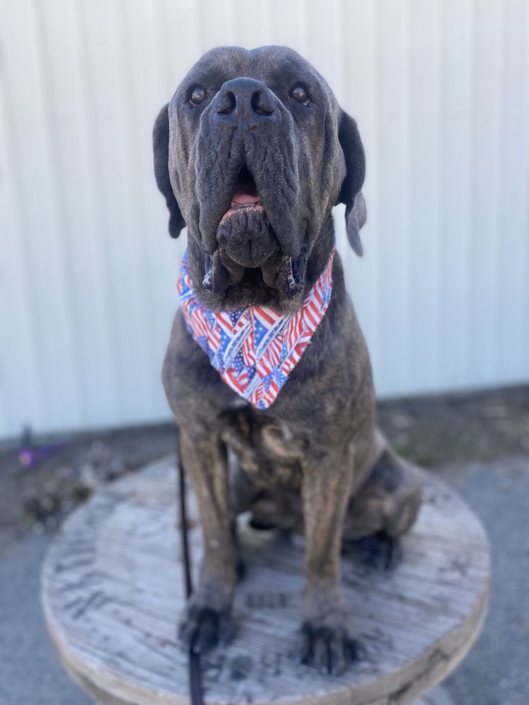 Alpha K9 WA - pet boarding facility in Spokane, WA