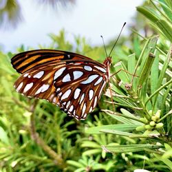 Rocky Creek Trails Nature Preserve - butterfly