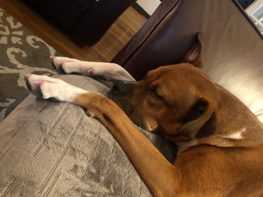 happy camper doggy daycare