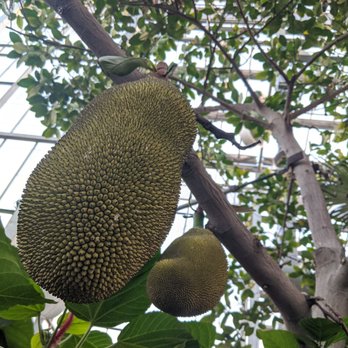 Nicholas Conservatory and Gardens - Jackfruit! - Botanical Gardens Near Me - Rockford, Illinois Nicholas Conservatory and Gardens - Jackfruit! - Botanical Gardens Near Me - Rockford, Illinois