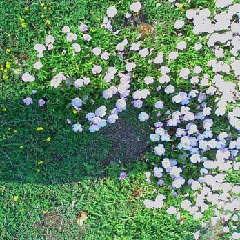Quarry Lakes - Wildflowers - Parks Near Me - Fremont, California Quarry Lakes - Wildflowers - Parks Near Me - Fremont, California