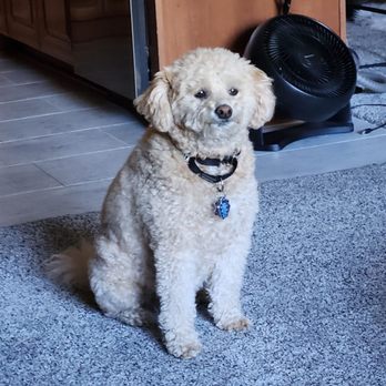 ADVANCED ANIMAL HOSPITAL GROUP - Updated November 2025 - 22 Photos