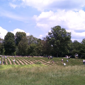Deeply Rooted Farms - Field (from their website) - Fruits & Veggies Near Me - Harwinton, Connecticut Deeply Rooted Farms - Field (from their website) - Fruits & Veggies Near Me - Harwinton, Connecticut