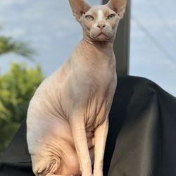 Jenna's Succs - Cat