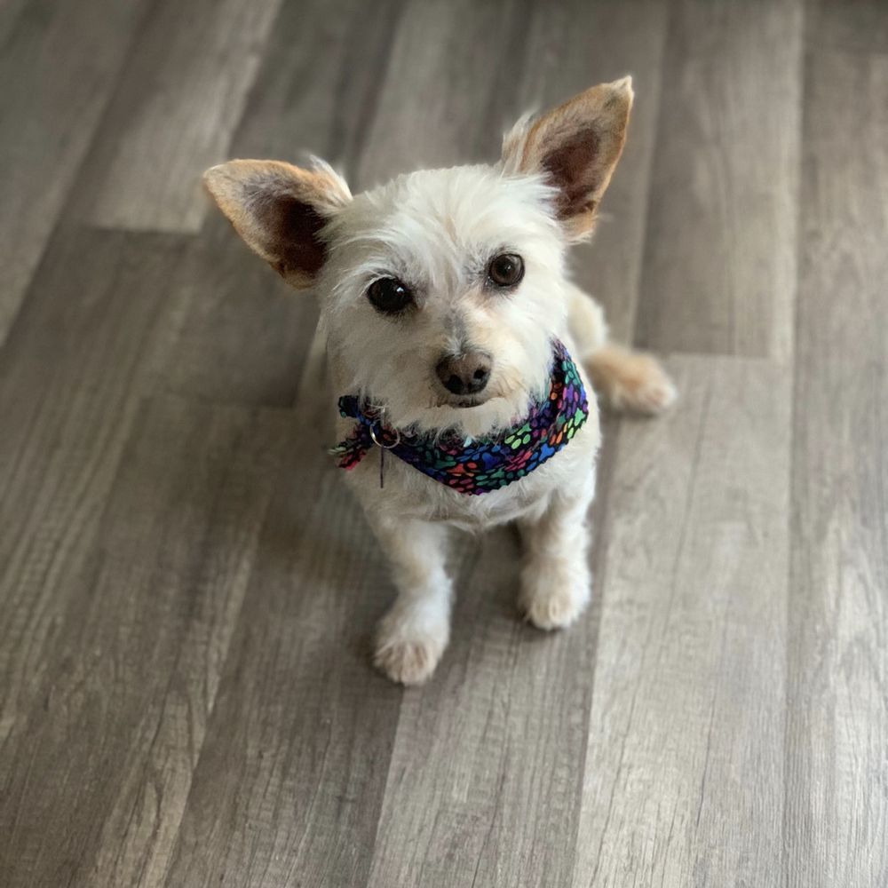 RedRover - social services organization in Sacramento, CA