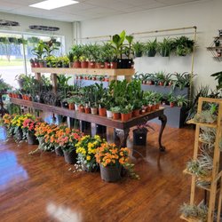Pearl Plants