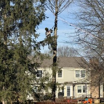 Tree Services - Tree Services Near Me - Dayton, Ohio Tree Services - Tree Services Near Me - Dayton, Ohio