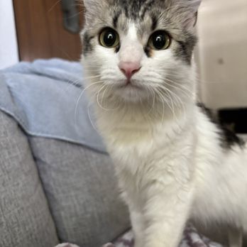 MeoowzResQ - Animal Shelters Near Me MeoowzResQ - Animal Shelters Near Me