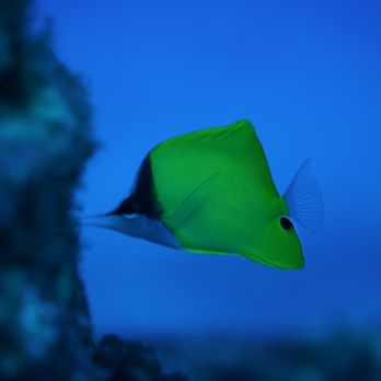 Hawaii Dive Center - Scuba Diving Near Me - Honolulu, Hawaii
