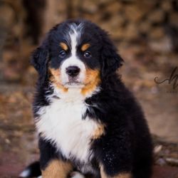 Mermac Kennel - Maine Berners