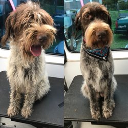 mobile dog grooming scarborough