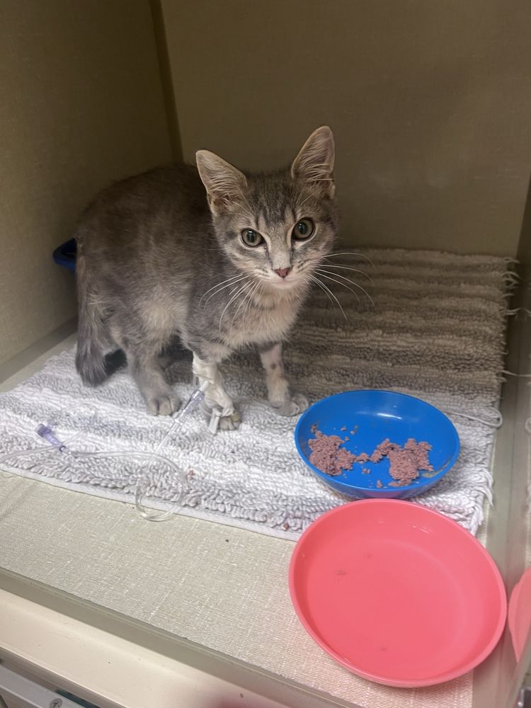 VETERINARY EMERGENCY CLINIC Updated September 2024 25 Reviews