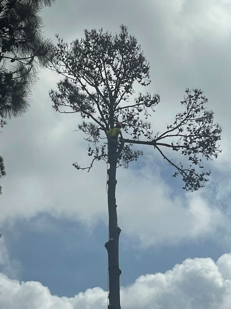 BRIGHTVIEW TREE CARE SERVICES Updated October 2024 6225 Shadowbend Pl, The Woodlands, Texas