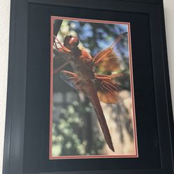 Michaels - Thank you to Jo, Michael's Framer. I enjoyed working with you on the Dragon Fly Matting. Black Velvet and Orange Matt. Perfect! Julie A