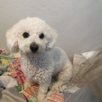 Pet sitting - Pet Sitting Near Me