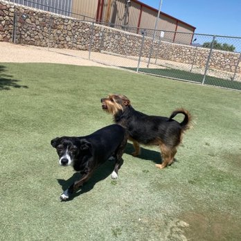 The Pet Barracks - Lady and Frida - Pet Groomers Near Me - El Paso, Texas