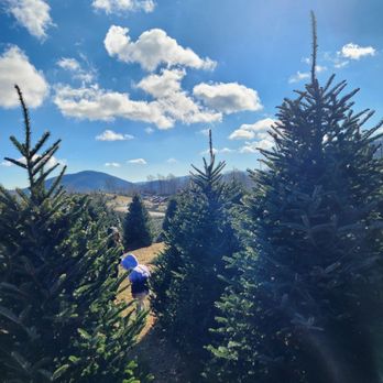 C and J Christmas Tree Farm - Christmas Trees Near Me - Boone, North Carolina C and J Christmas Tree Farm - Christmas Trees Near Me - Boone, North Carolina