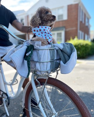 Hotel Albatross by null