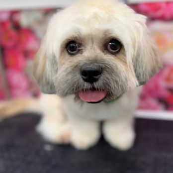 Groomer On The Go - Look at this cute baby made to look adorable by this wonderful person! - Pet Groomers Near Me