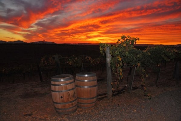 Palumbo Family Vineyard by null