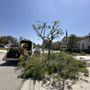Photo of Lozada Tree Service