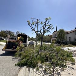 Lozada Tree Service - My tree