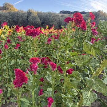 Sanchez Produce - Fruits & Veggies Near Me - Canyon Country, California