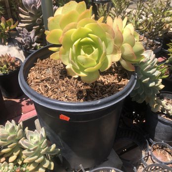 Sanyo Nursery - Nurseries & Gardening Near Me - Los Angeles, California