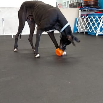 Zoom Room Dog Training - We got to watch house dog Wallace have a blast with his Snoop! - Pet Training Near Me - Trophy Club, Texas Zoom Room Dog Training - We got to watch house dog Wallace have a blast with his Snoop! - Pet Training Near Me - Trophy Club, Texas