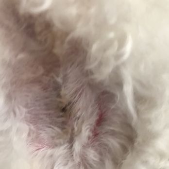 fur pal grooming spa