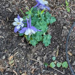 Lowe's Home Improvement - Aquilegia saximontana,