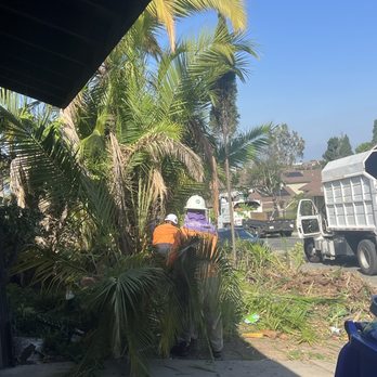 Charles Tree Service - The workers clearing out the front - Tree Services Near Me - Lemon Grove, California