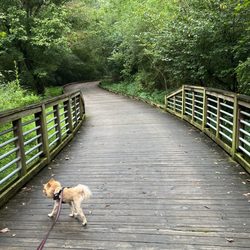 Camp Creek Greenway Trail - Puppy  on bridge