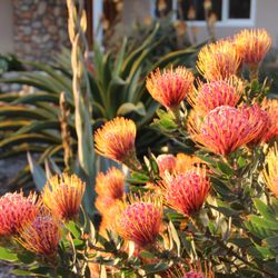Gardens by Gabriel - Pincushions on point