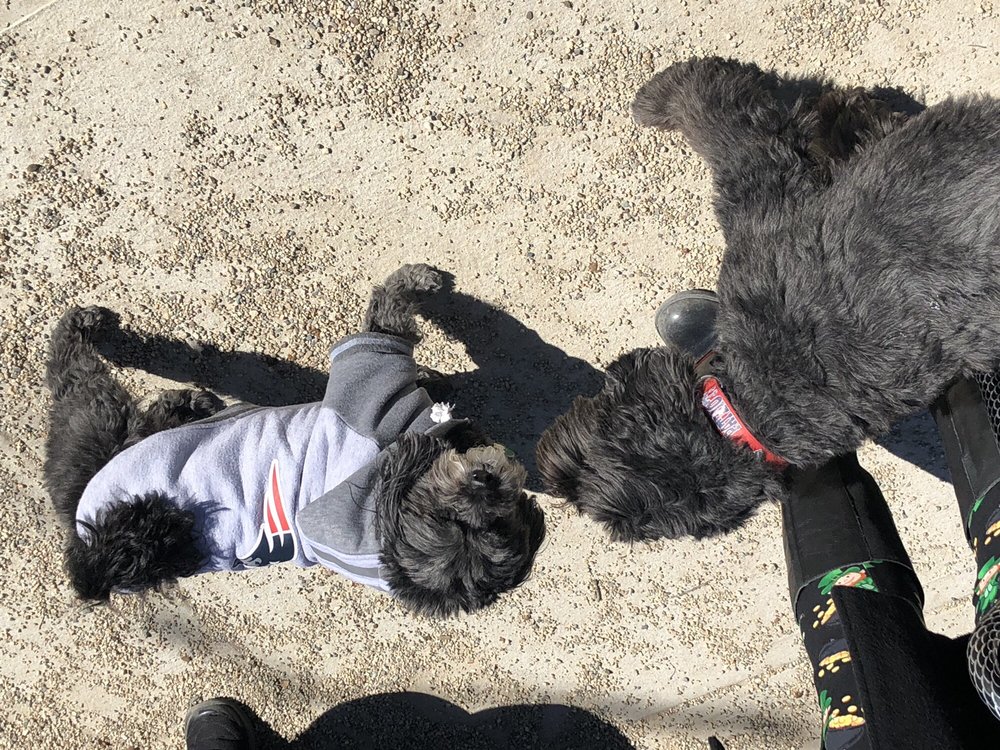 MASHPEE DOG PARK Updated October 2024 11 Photos 180 Ashumet Rd