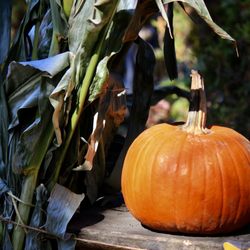 Woodside Nursery & Garden Center