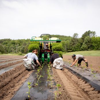 Honey Field Farm - Our farm is run by our fantastic crew who work the 24 acres or farmland and our 12 greenhouses to feed the Upper Valley. - Nurseries & Gardening Near Me - Norwich, Vermont Honey Field Farm - Our farm is run by our fantastic crew who work the 24 acres or farmland and our 12 greenhouses to feed the Upper Valley. - Nurseries & Gardening Near Me - Norwich, Vermont