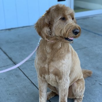 Oh My Dog - Summer haircut and smells great - Pet Groomers Near Me - Foster City, California